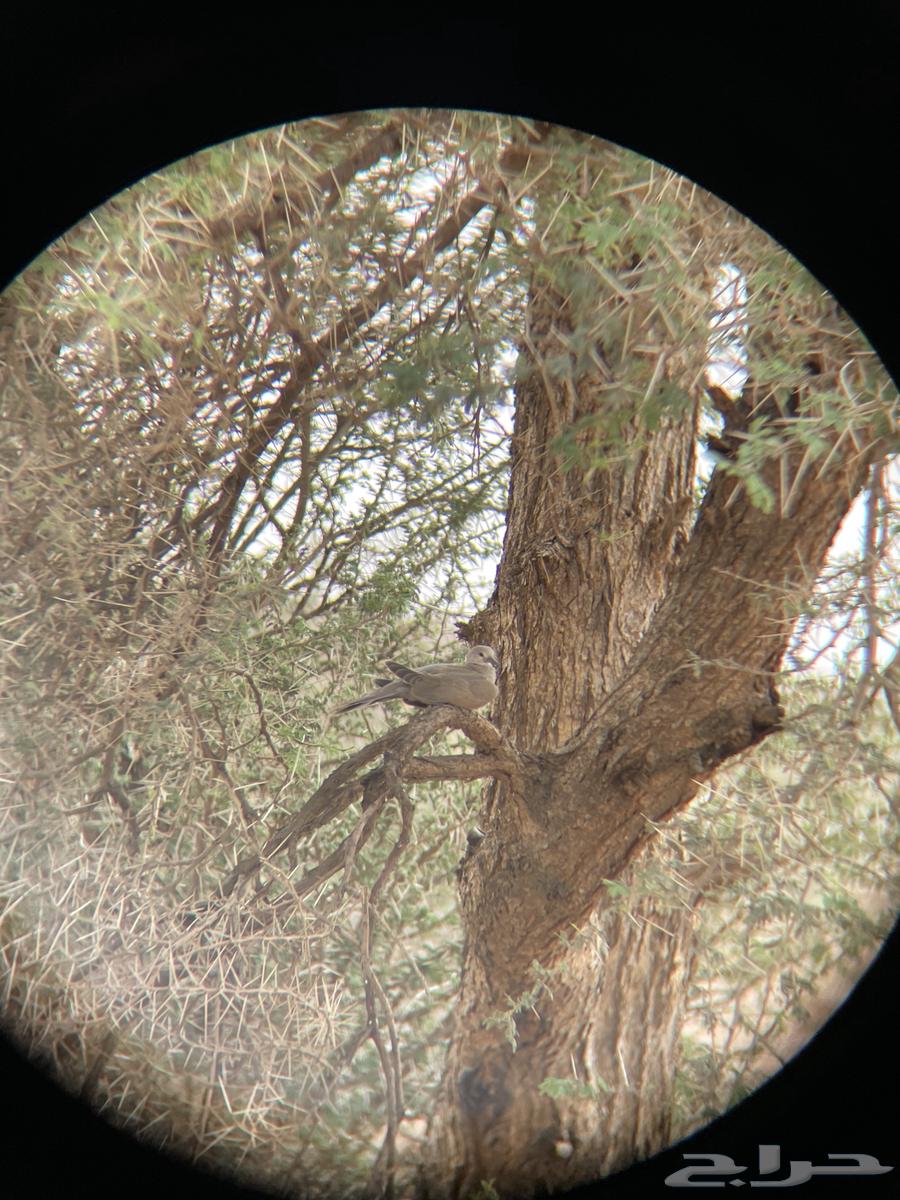 دربيل Shuntu شبيه سوارفسكي64395992751747111