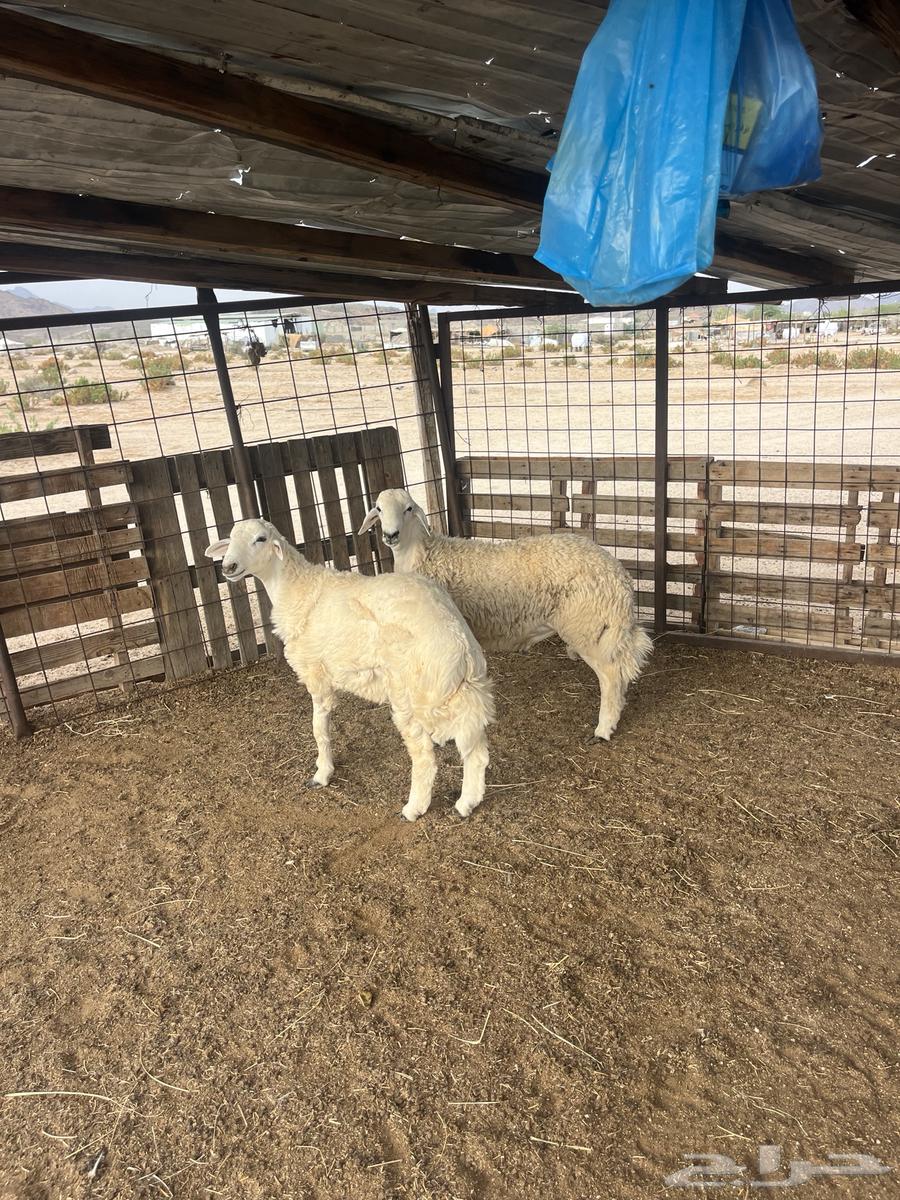 طليان حريه مع الذبح وتوصيل203تقيم إيجابي ولله الحمد64394441627779110