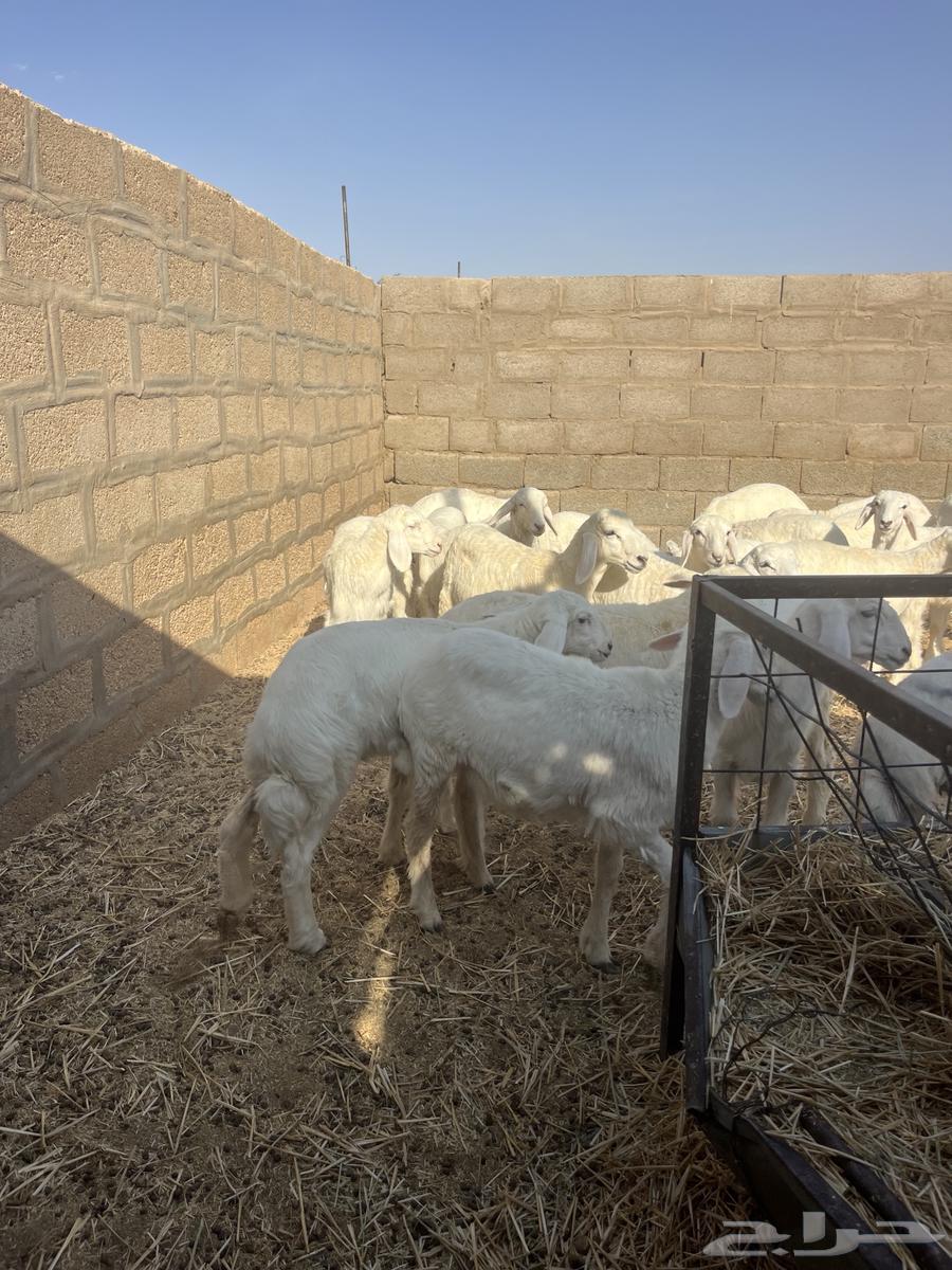 للبيع رخال منوة القناي64400688432257113