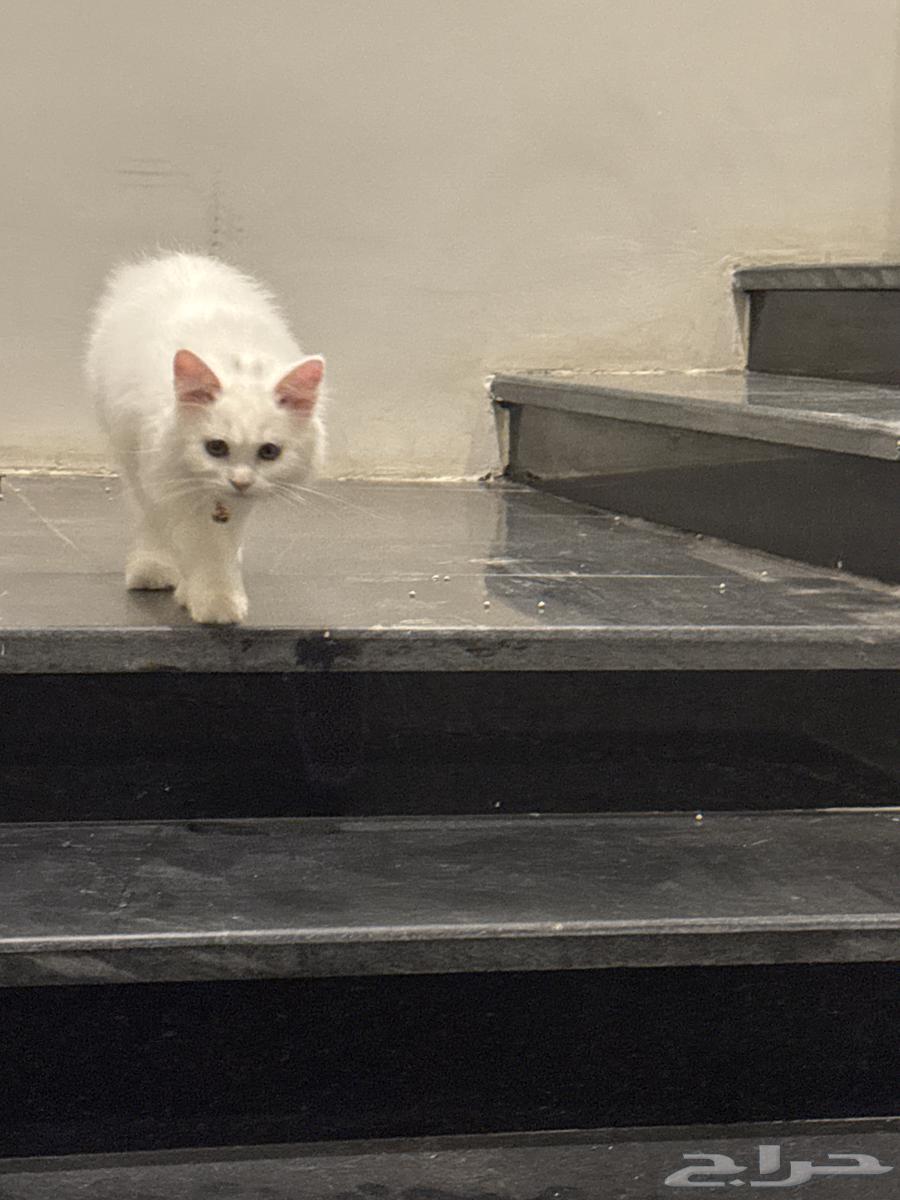 عمرها 3 شهور64397018942979110