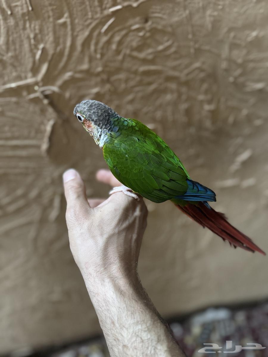 كنيور يلو سايد64397478545153113