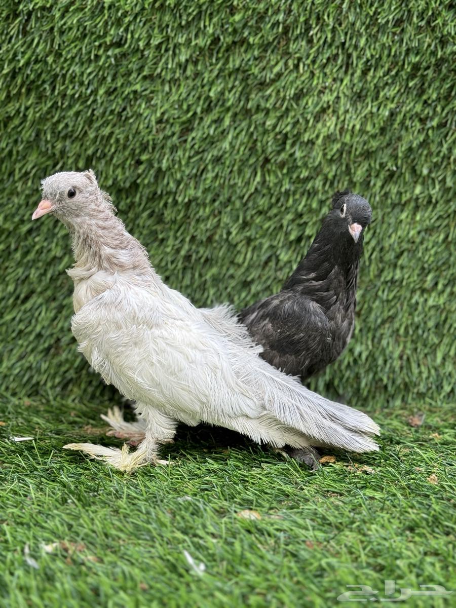 للبيع حمام صنعاني سلكي64396393785729113