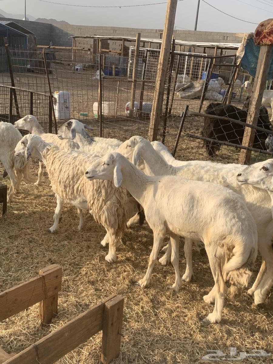 غنم مقاني64396323673985113