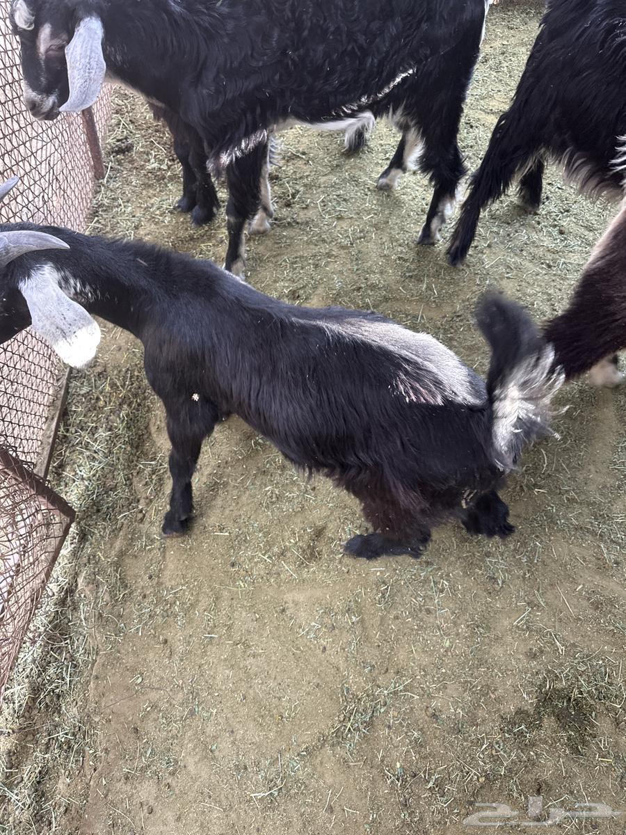 تيوس كرا للبيع64400744243330112