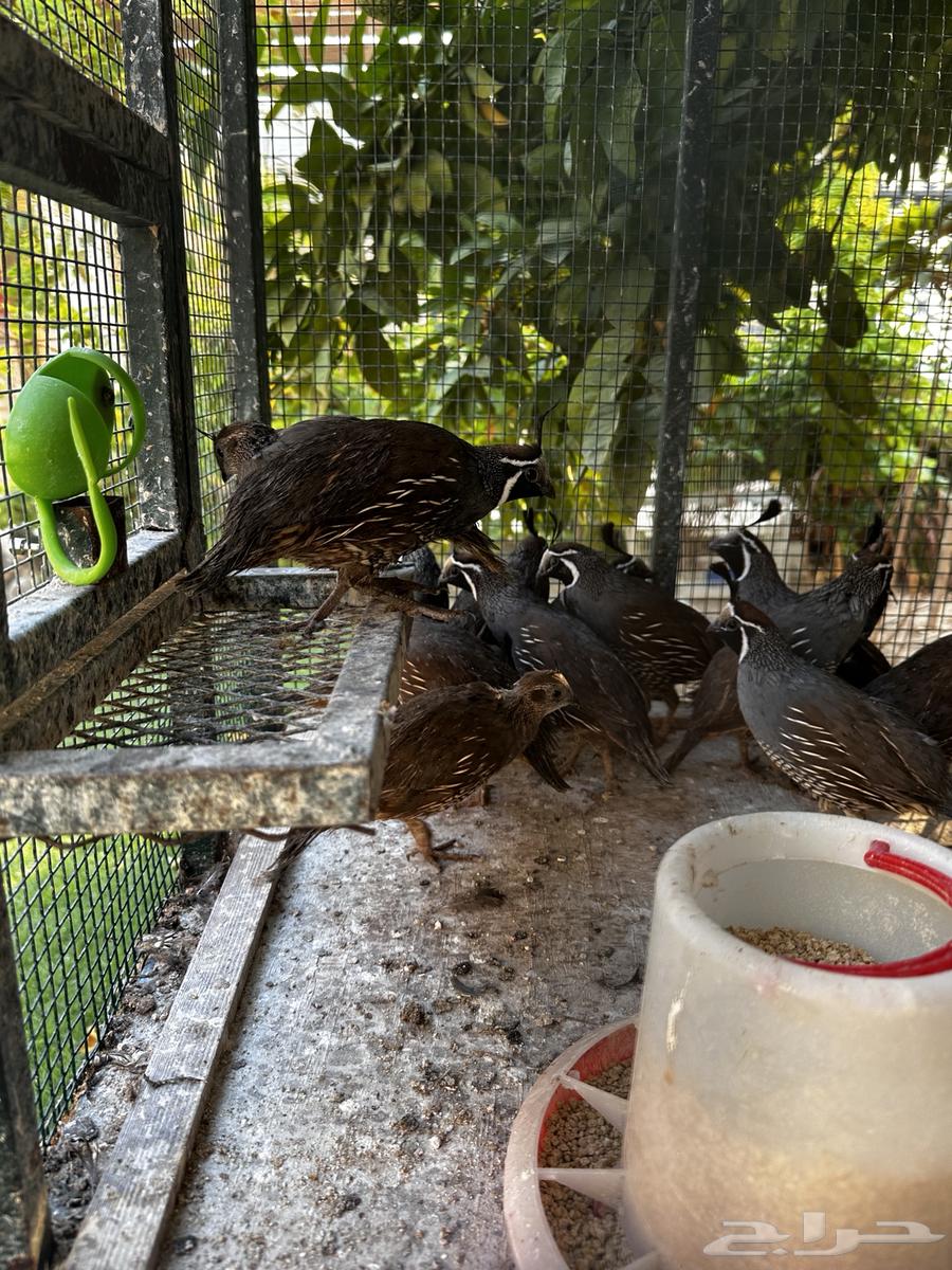 سمان كالفورني64396061029121111