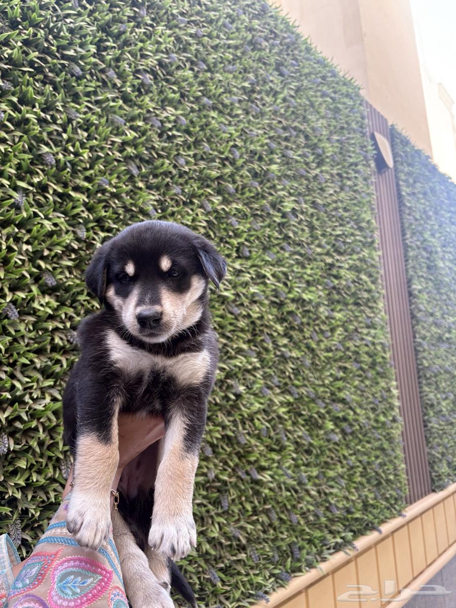 جراوي للبيع بمبلغ رمزي   فرصة لكل من يبحث عن صديق وفي64395352025473110