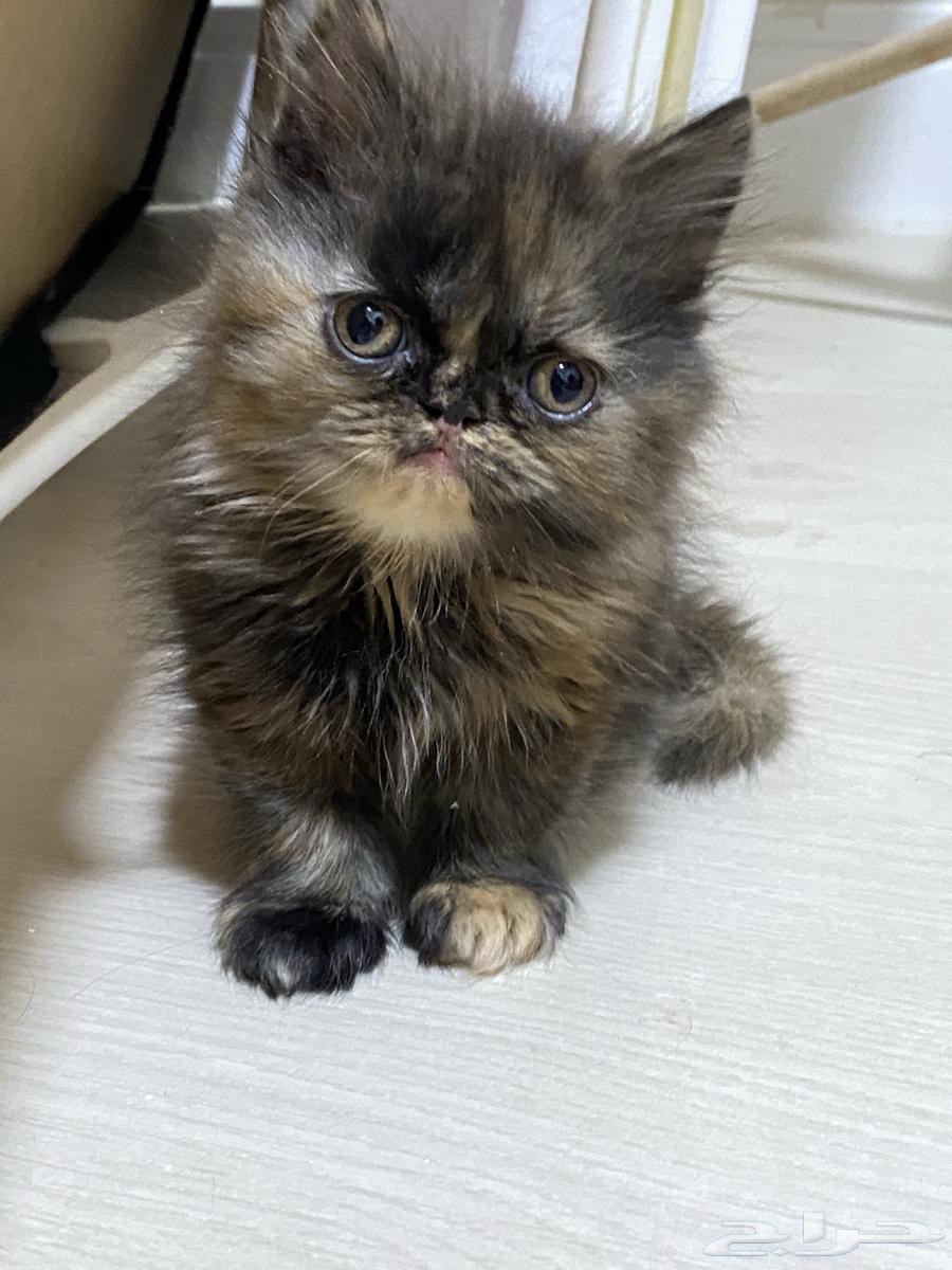 انثى هملايا64401021923074112