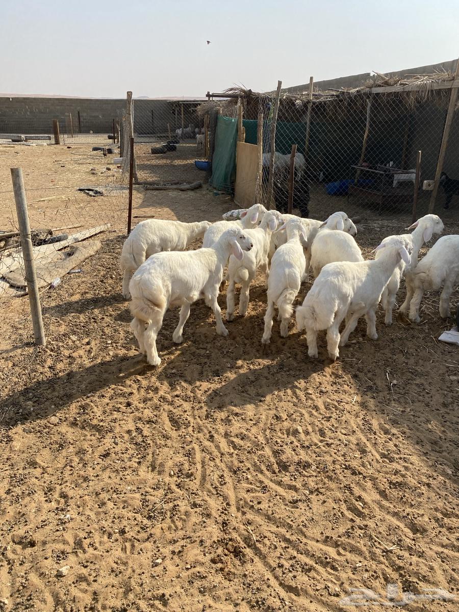 للبيع طليان حري64399787050371110