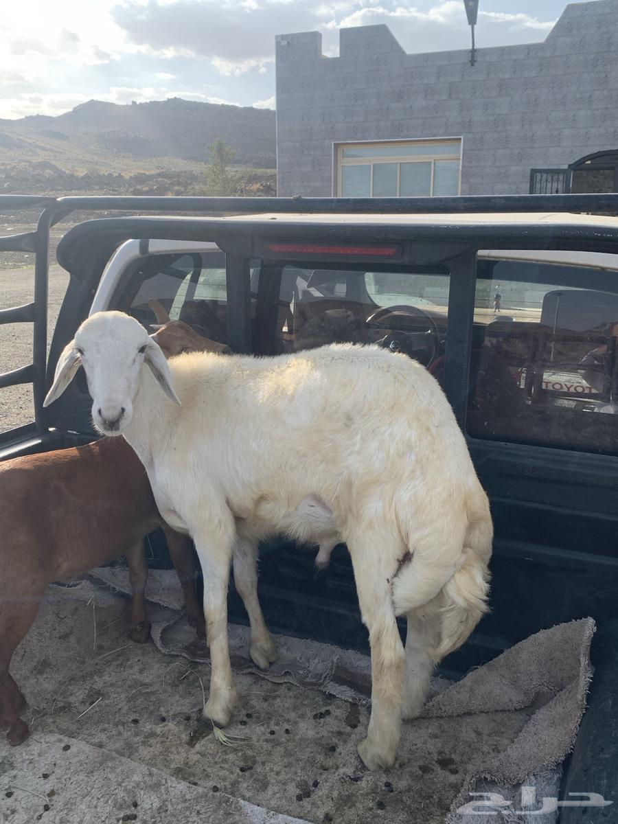 خروف جذع64400384195203112