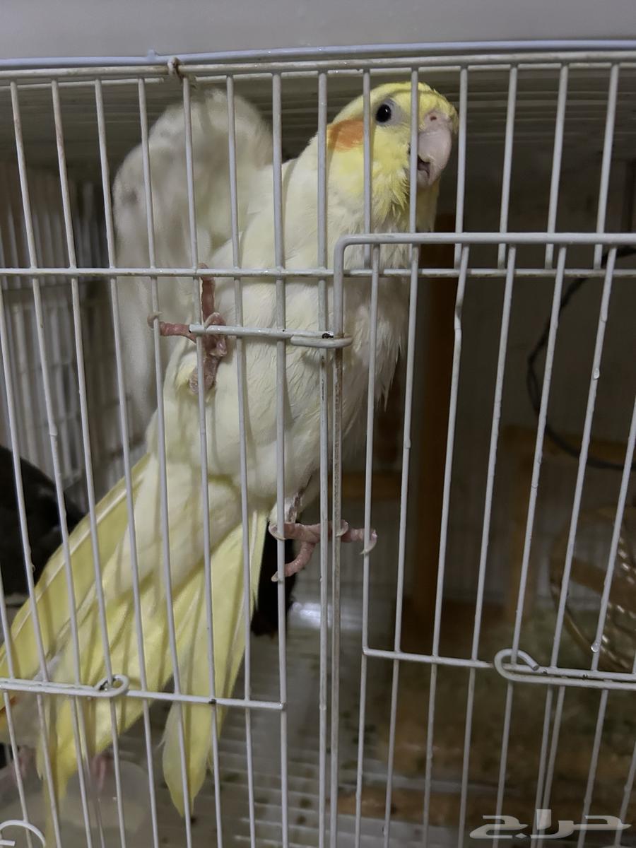 انثى كروان لاتينو منتجه64392676486530113