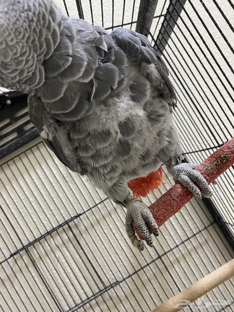 كاسكو اليف ذكر مع شهادة تحليل64401063556353110