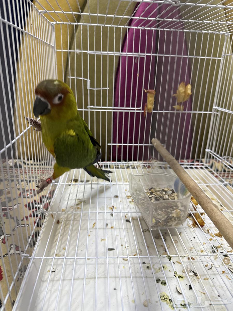 بغبغاء64392662400130110