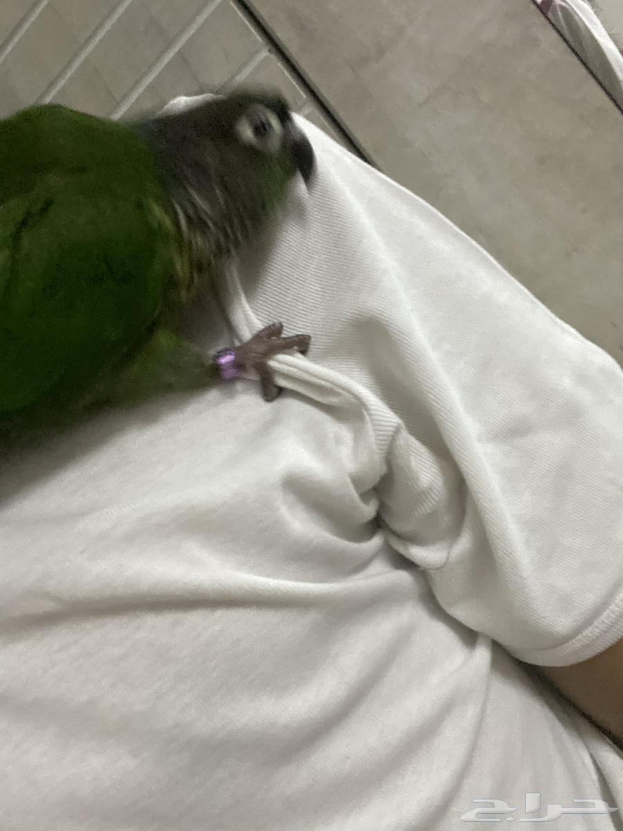 كنيور قرين شيك64394468779267112