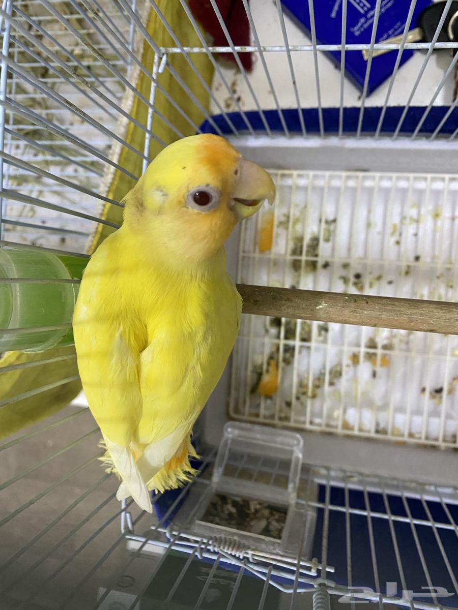 للبيع روز مجهول64399550014466110