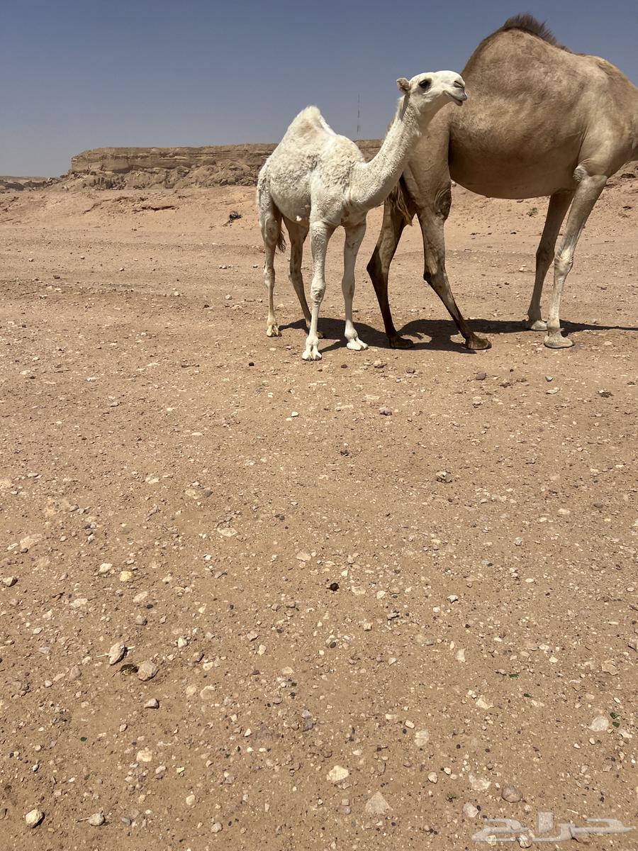 بكرة وقعود بواتل المفاريد طيبه ب الحيل64392841333891110