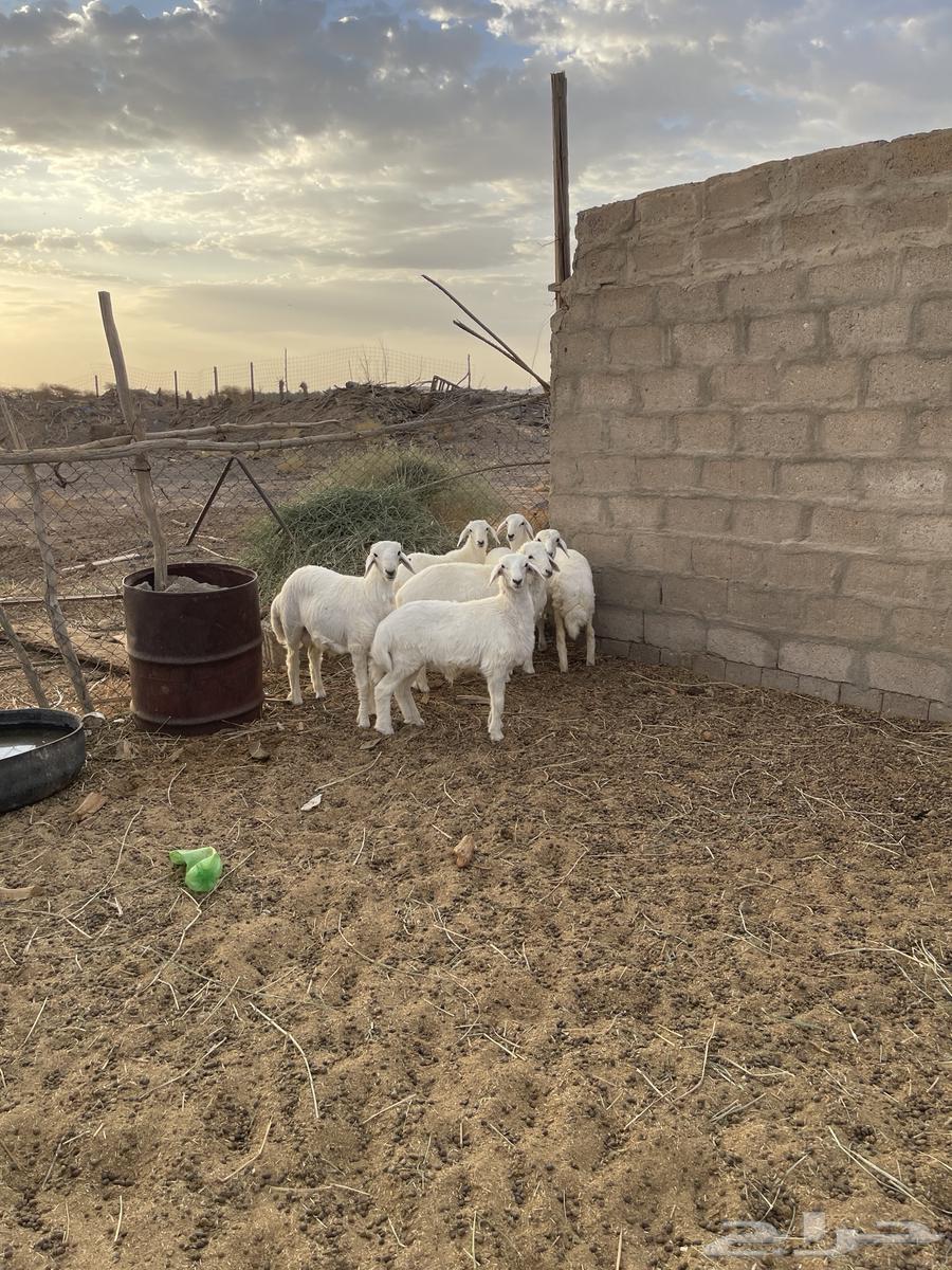 طليان ورخال منصوفه64394868540162113