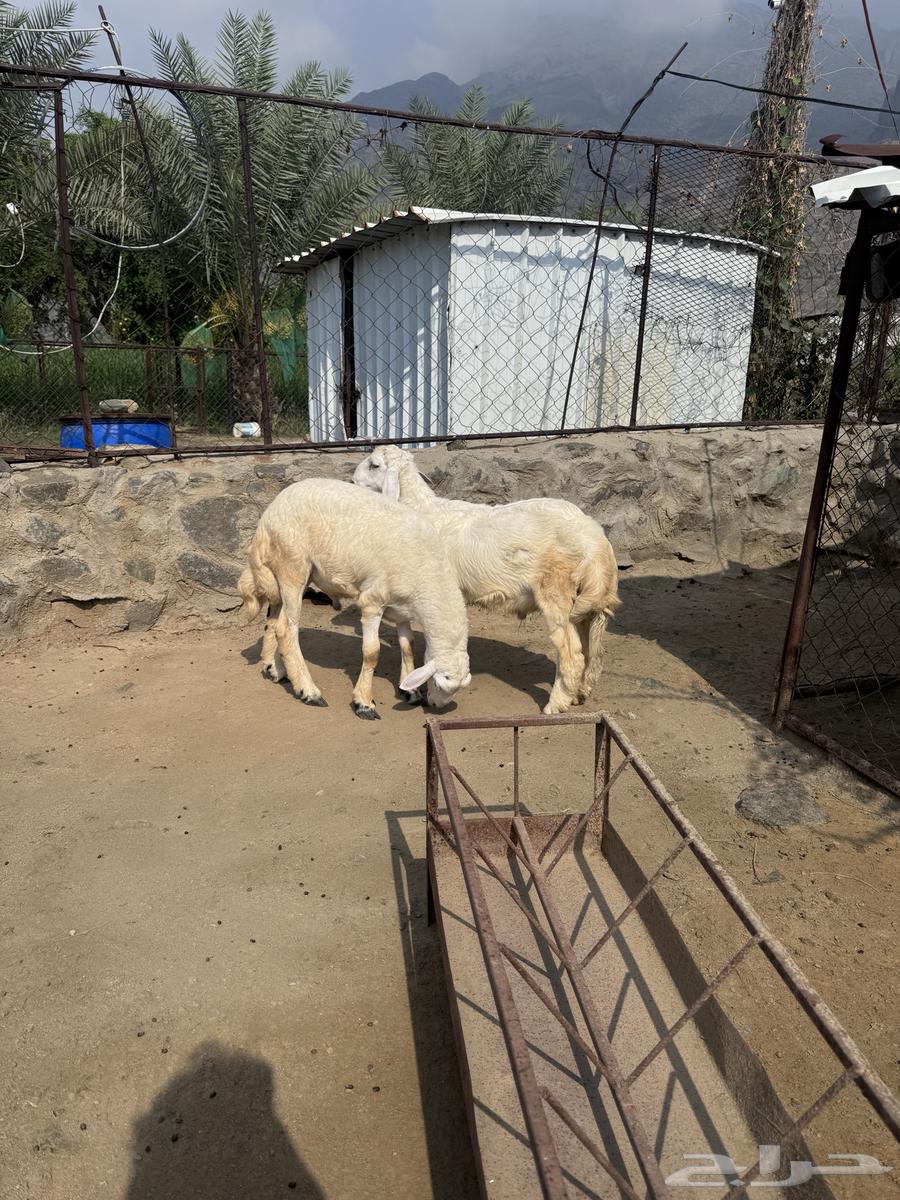 خرفان جذعان مولده عندي باقي على الحليب وسليمه وفل شحم64395839823491111