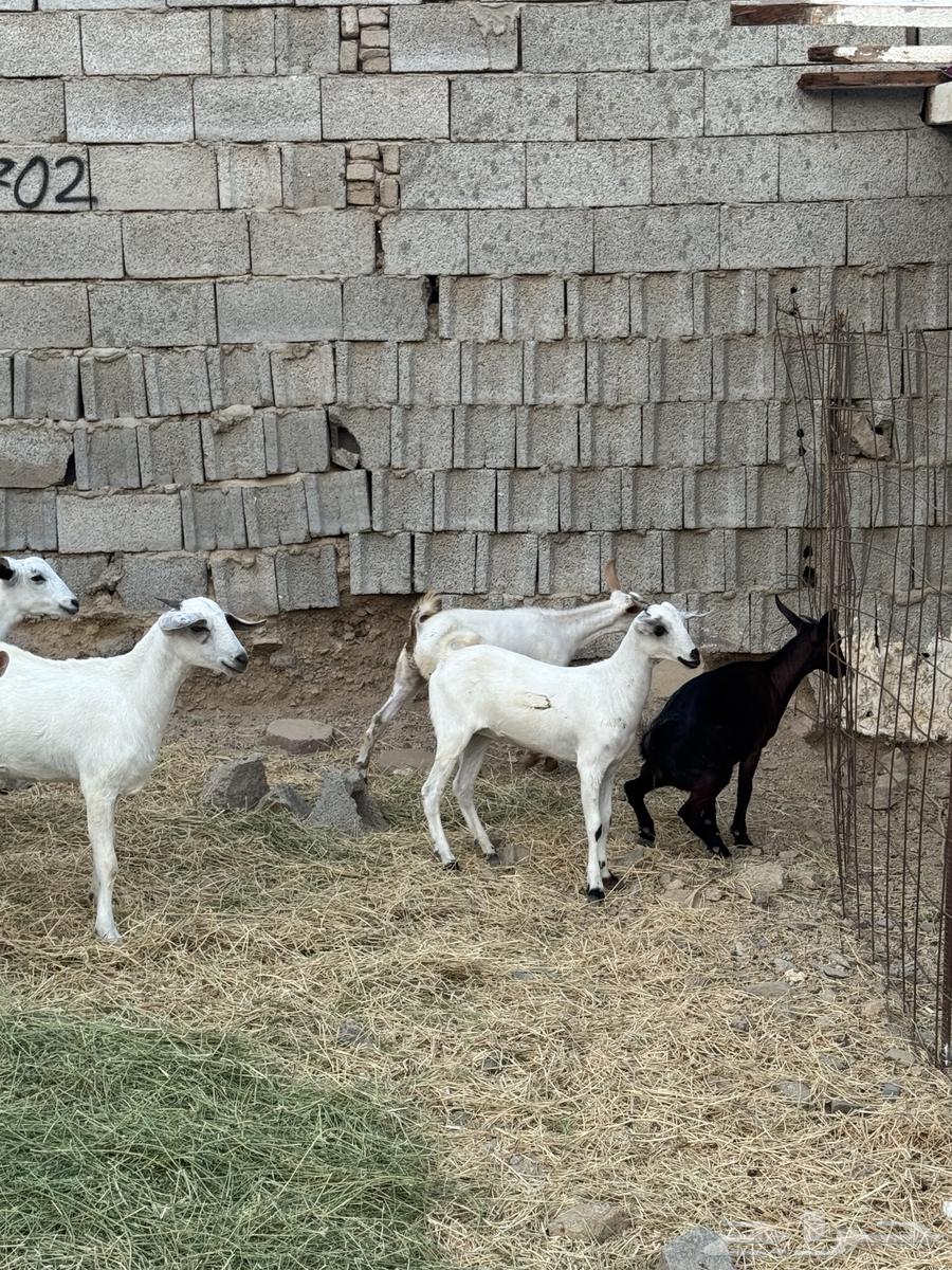 Jafar Baladi64393777103617112