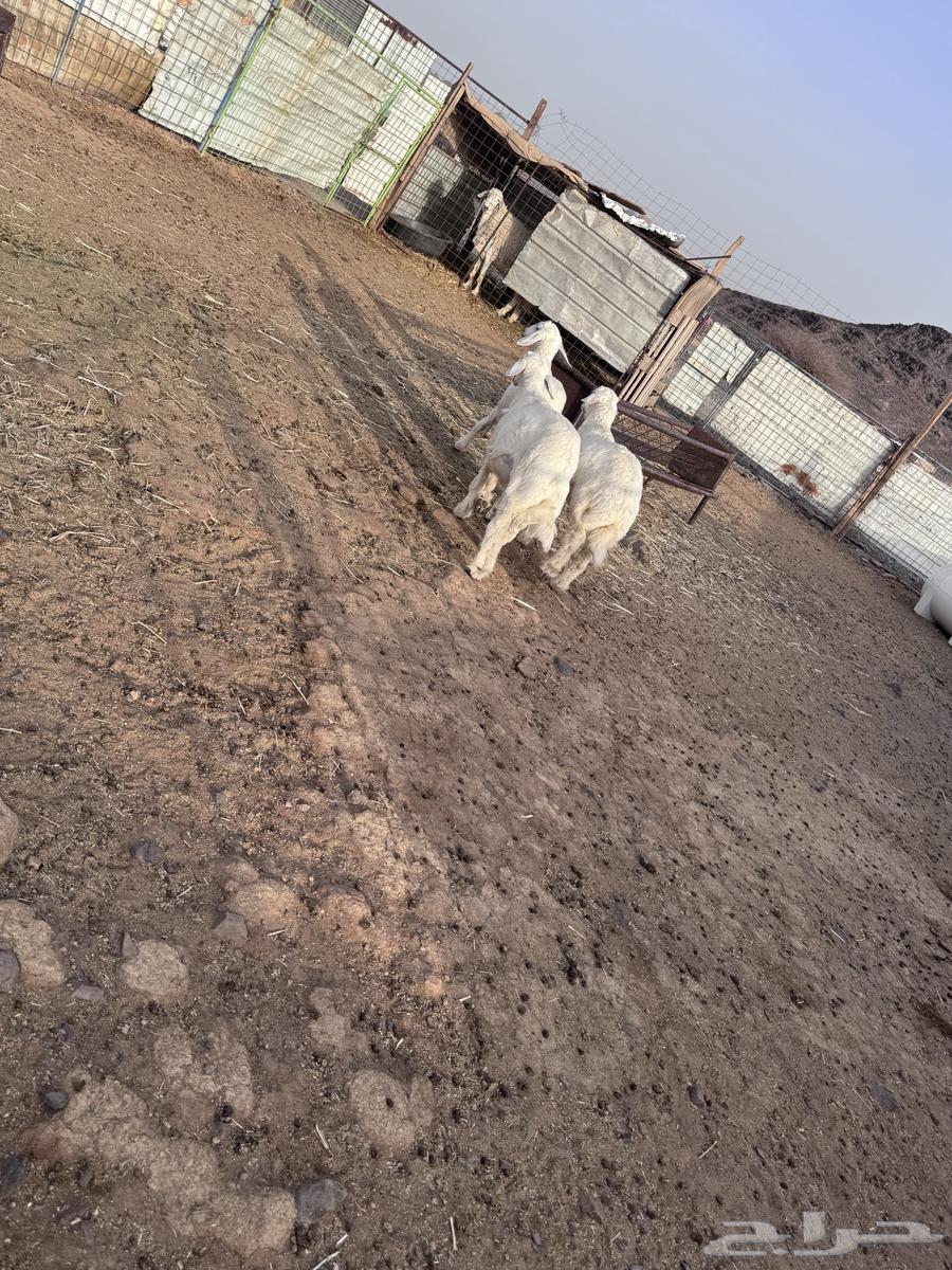 طليان طيبات64400507617281110