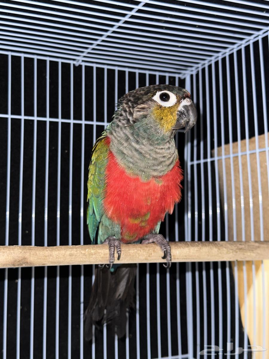 كنيور كريمسون انتاج متكلم64395255007235114