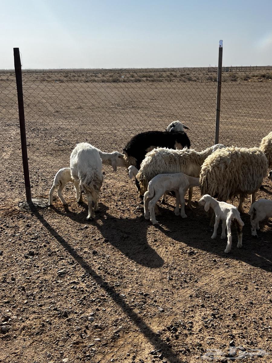 Sheep born in 5 with 6 underneath64395434774529114