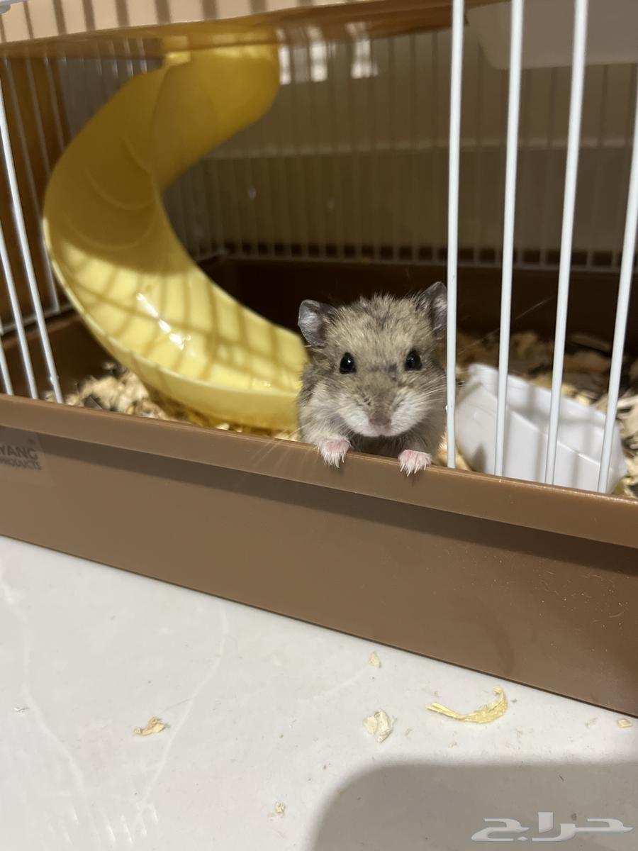 هامسترات للبيع64399147785730111