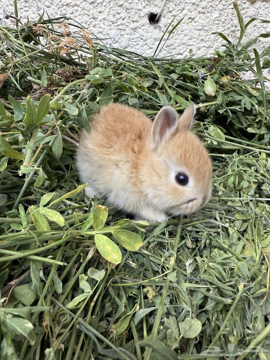 Netherland Dwarf Rabbits64392608189187111