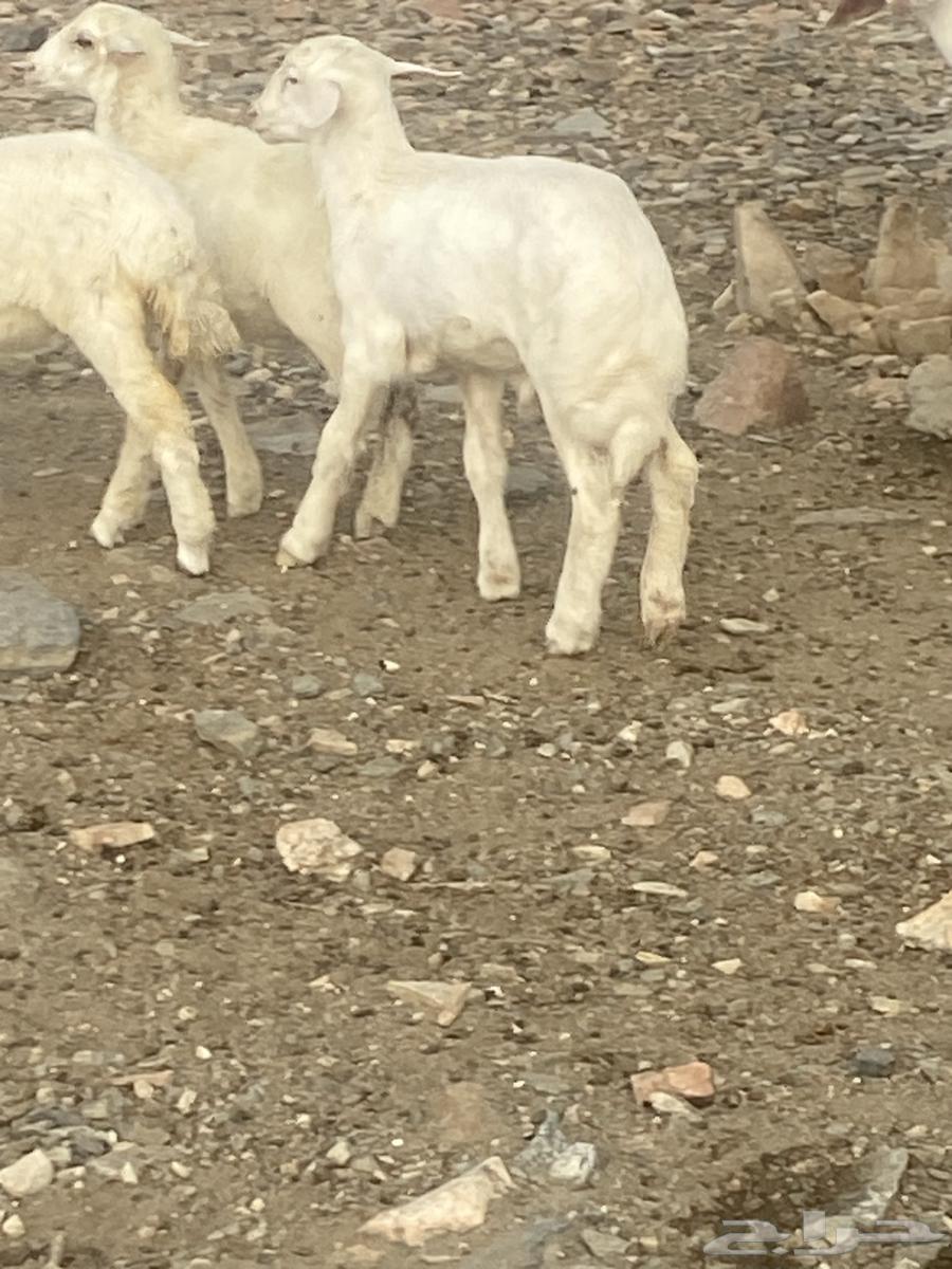 بهم نضيف64400300834305110