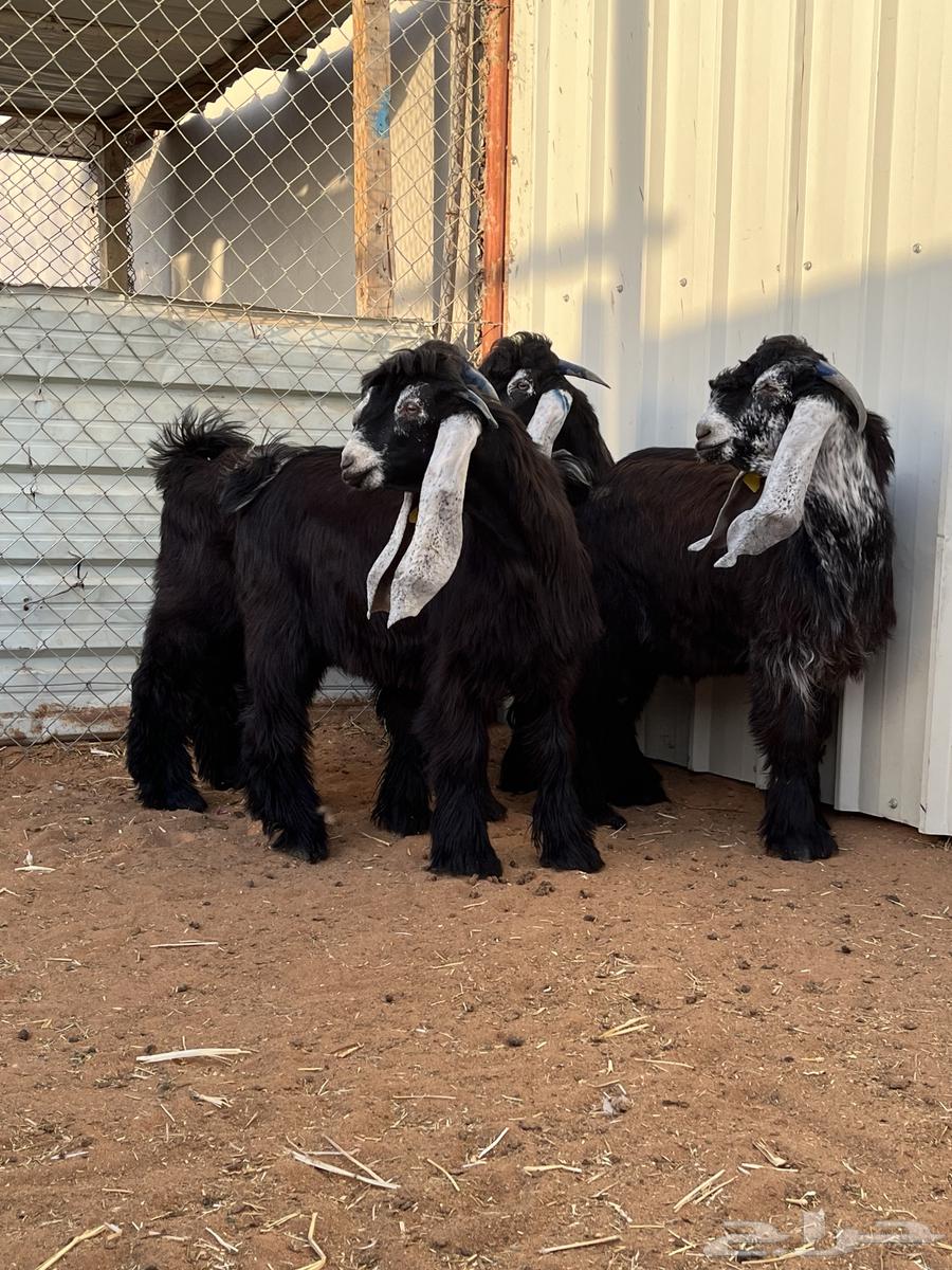 4 goats for sale projects64399382821633111