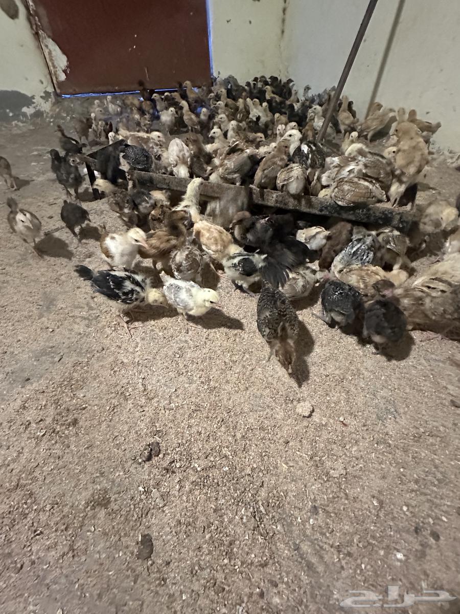 دجاج.64395573490049110