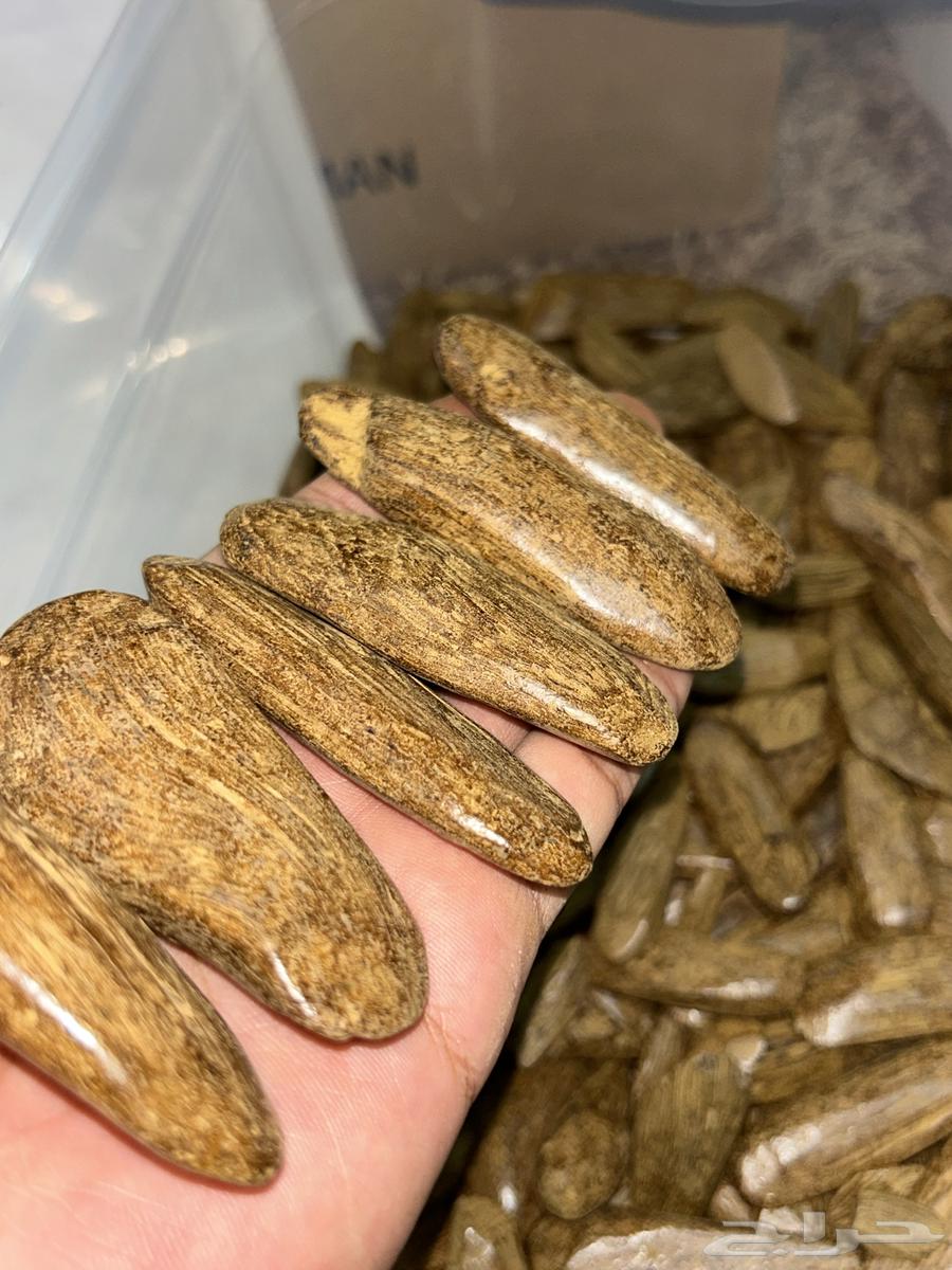 عود مروركي فاخر دبل سوبر64393224780289112