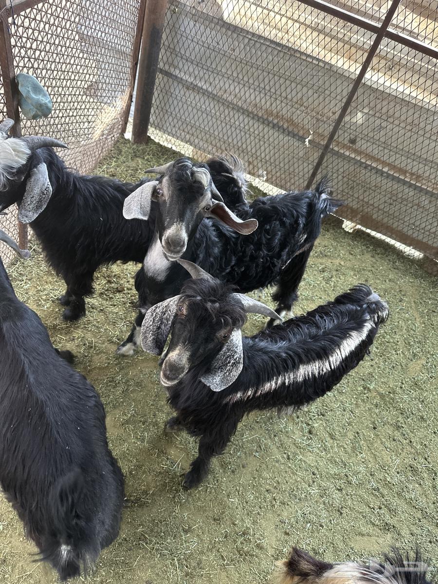 تيوس كرا للبيع64400744243330113