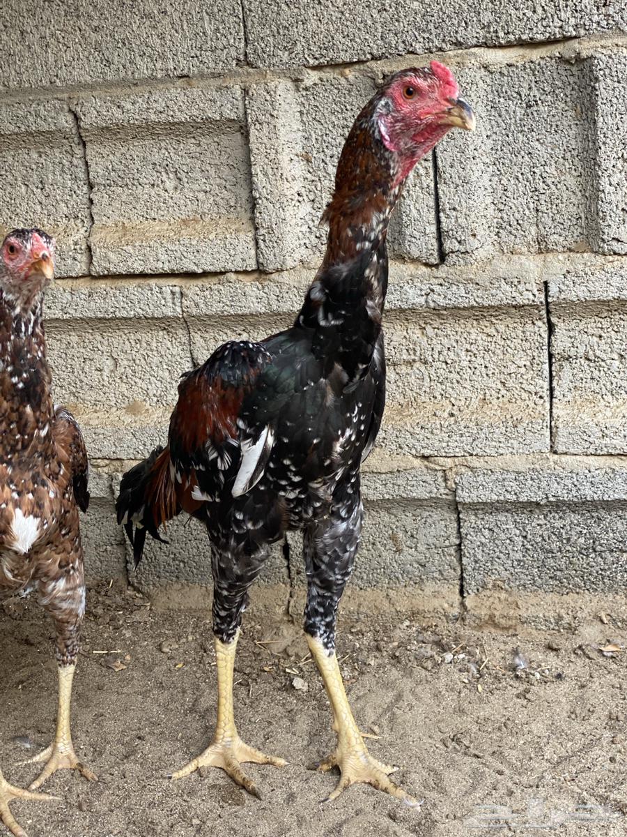 طقم سندي للبيع64397157929731111