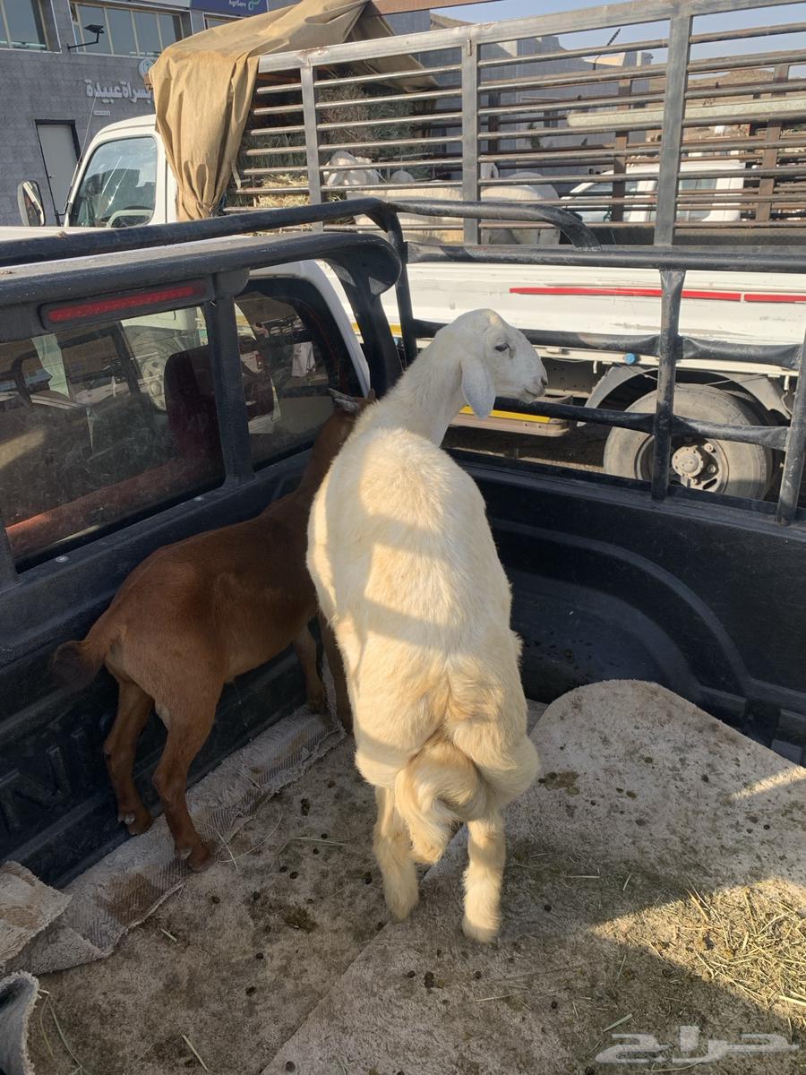 خروف جذع64400384195203111