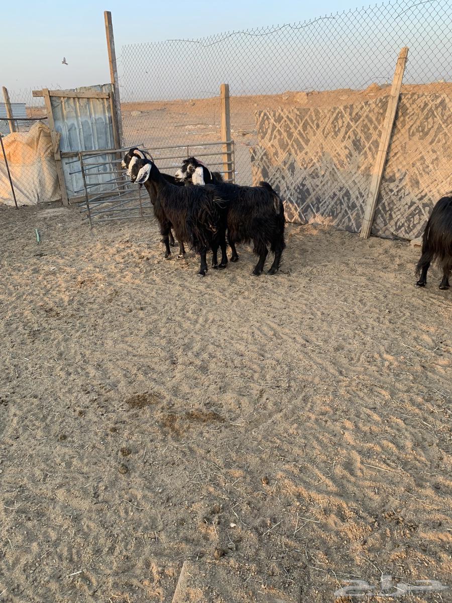 Sharq Riyadh64394648549505110