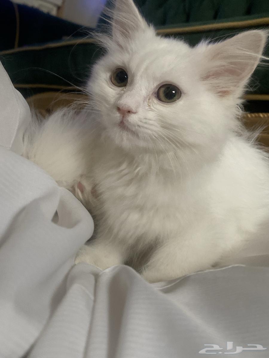 ((قطه للبيع سبب البيع مااحب القطط ))64399300088963112