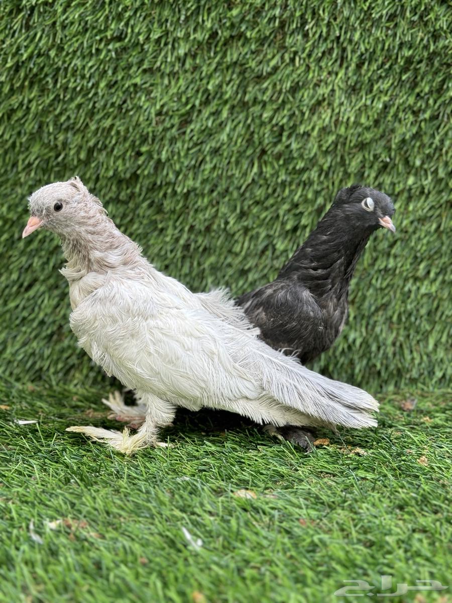 للبيع حمام صنعاني سلكي64396393785729110