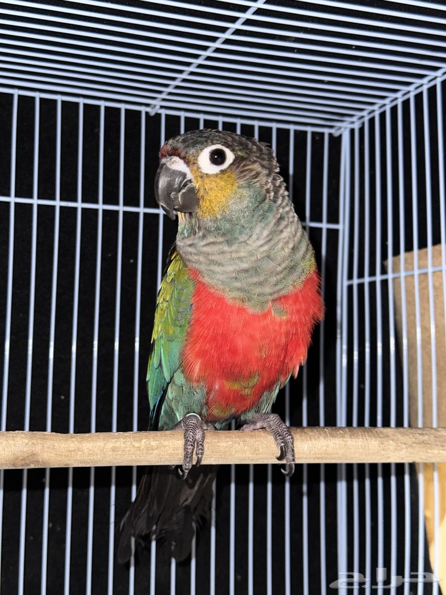 كنيور كريمسون انتاج متكلم64395255007235110