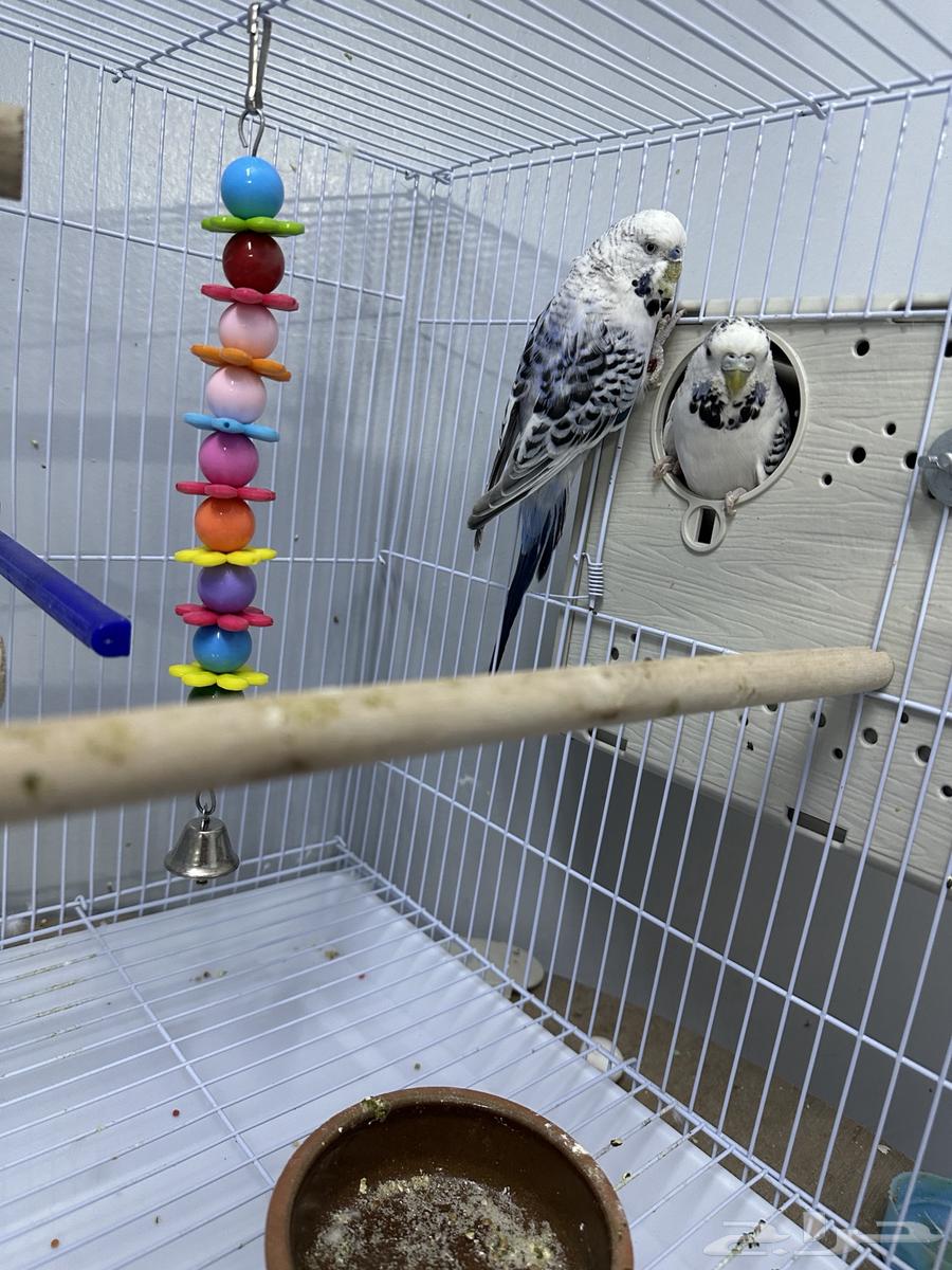 جوز بادجي هولندي64393970801794110