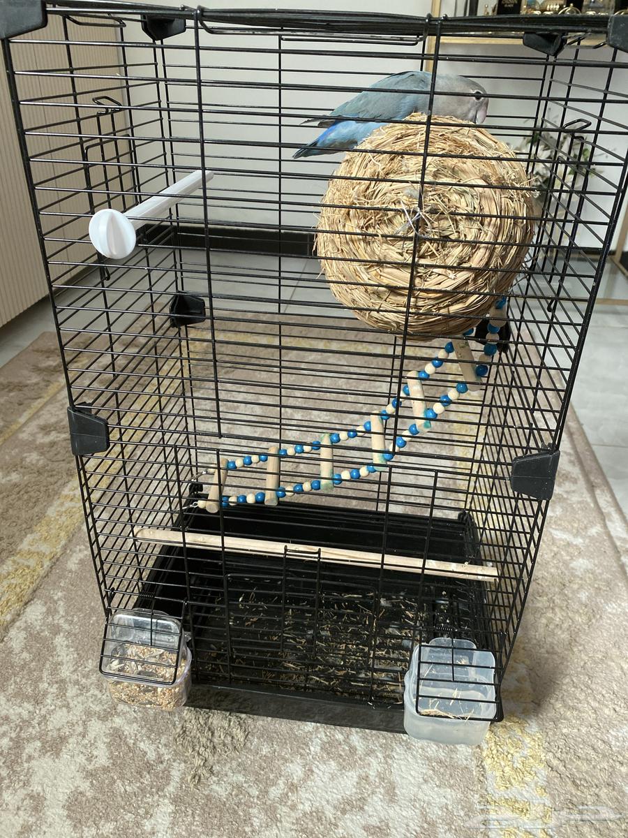 طير روز ذكر الصحه ممتازه العمر ما يقارب من 4شهور الى 6شهور64395379350401113