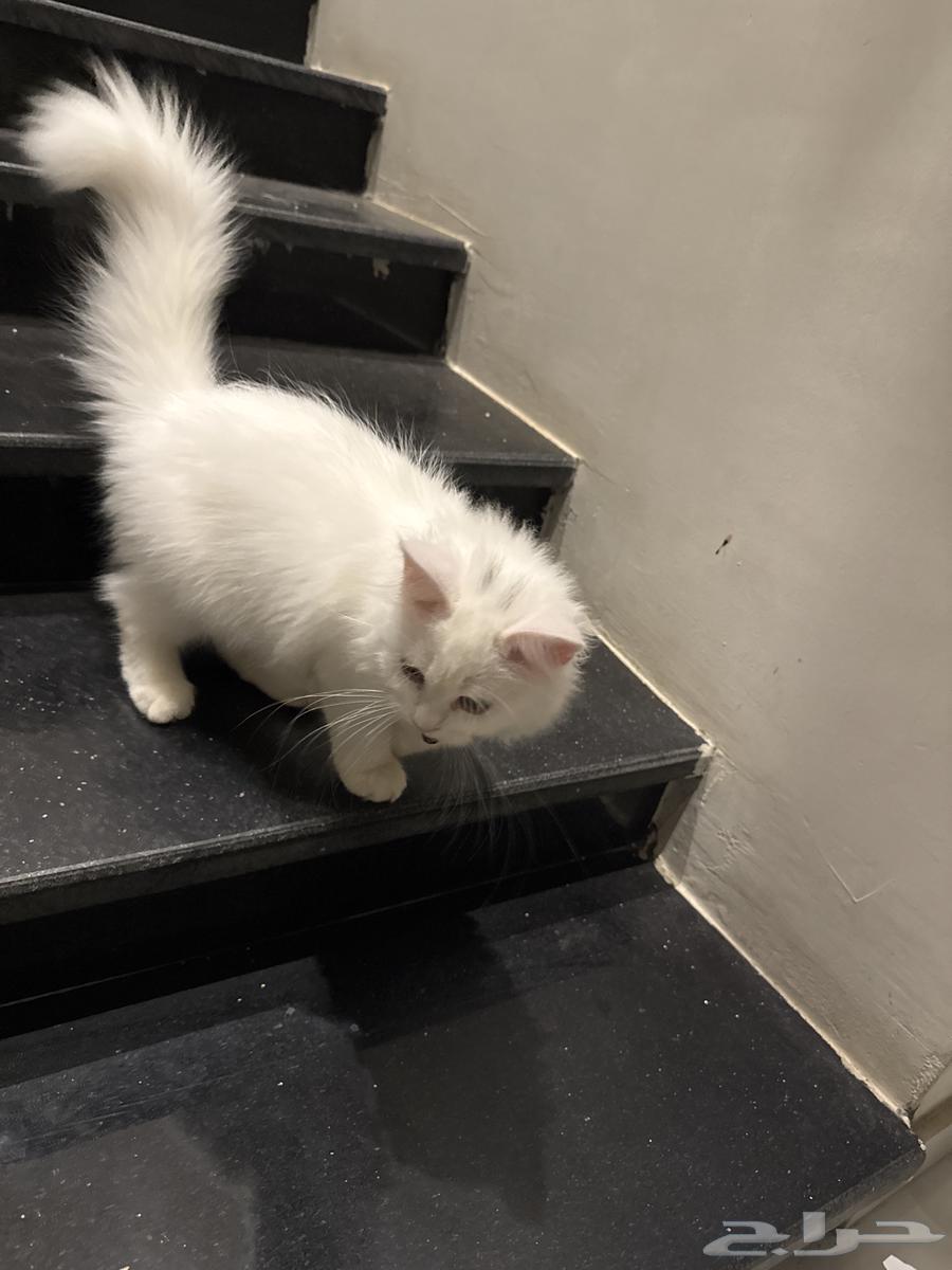 عمرها 3 شهور64397018942979111