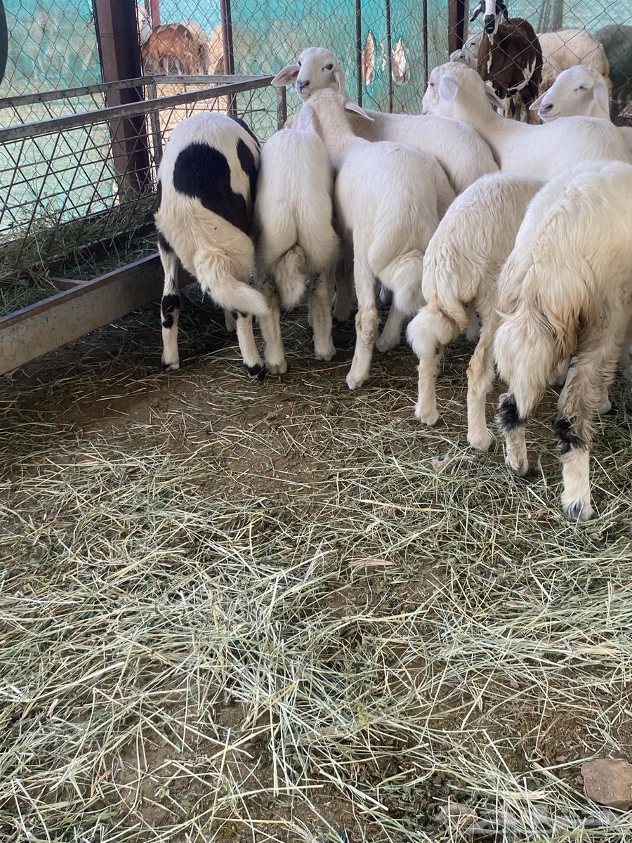 Tulian64400730697090111