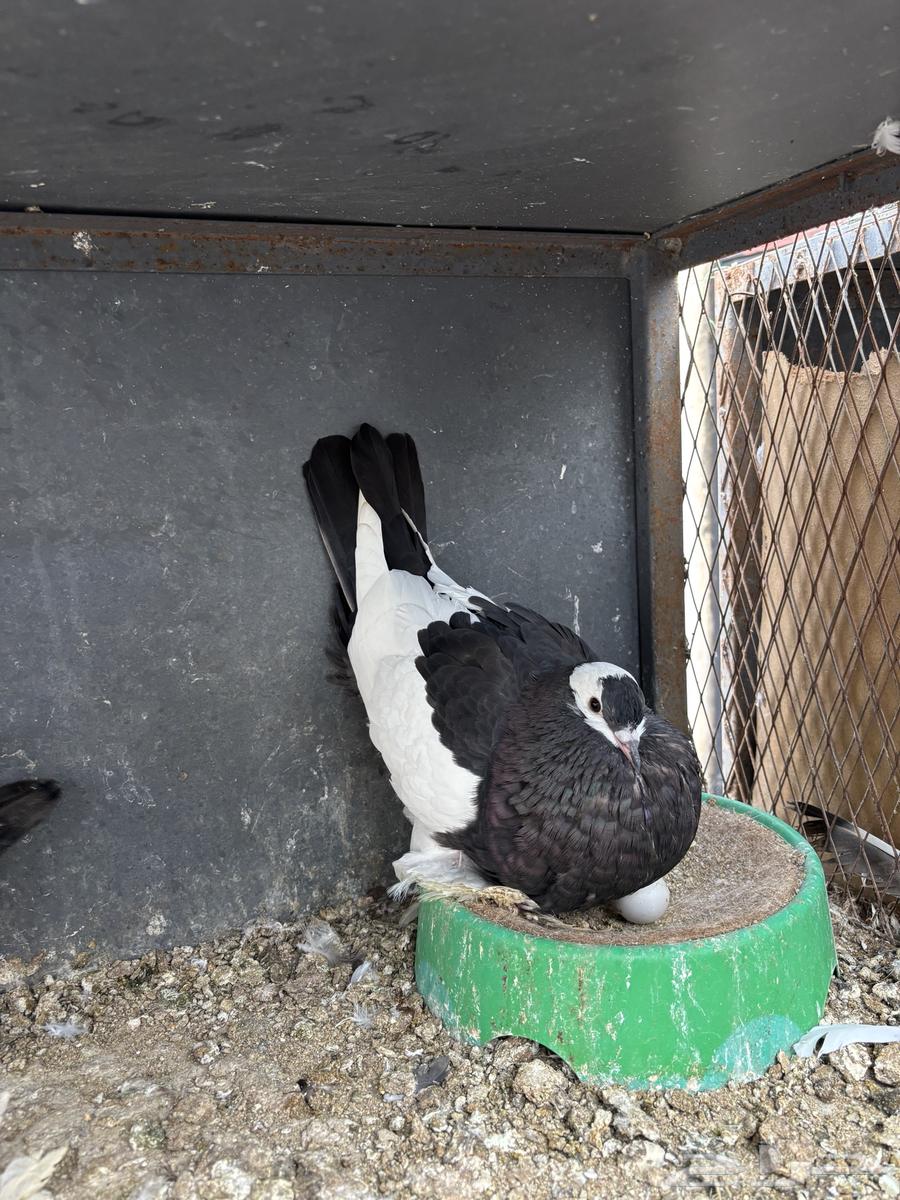 نفاخ مسوبع64397783267203112