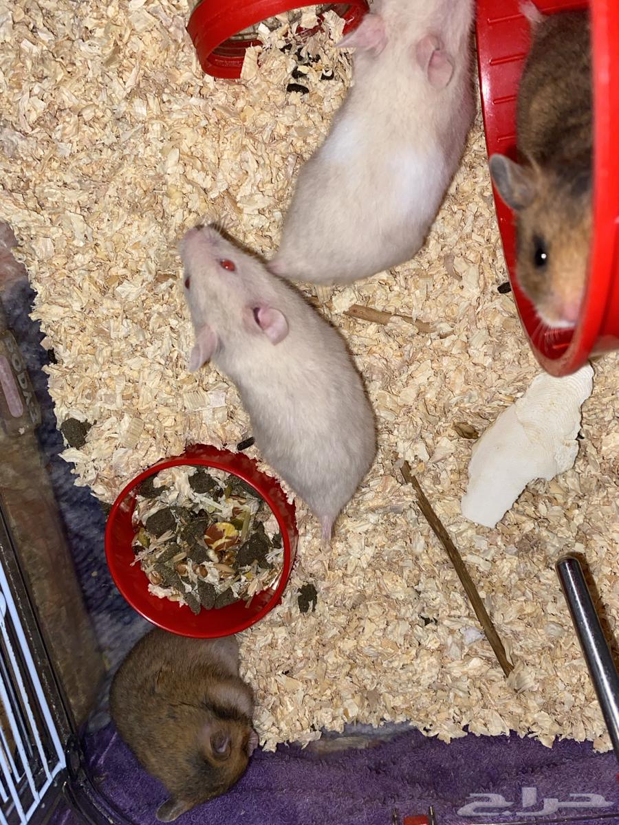 Al-Mujarda, Asir64397311611905114