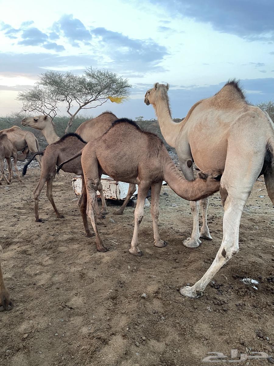 حشو للبيع64400827692035110