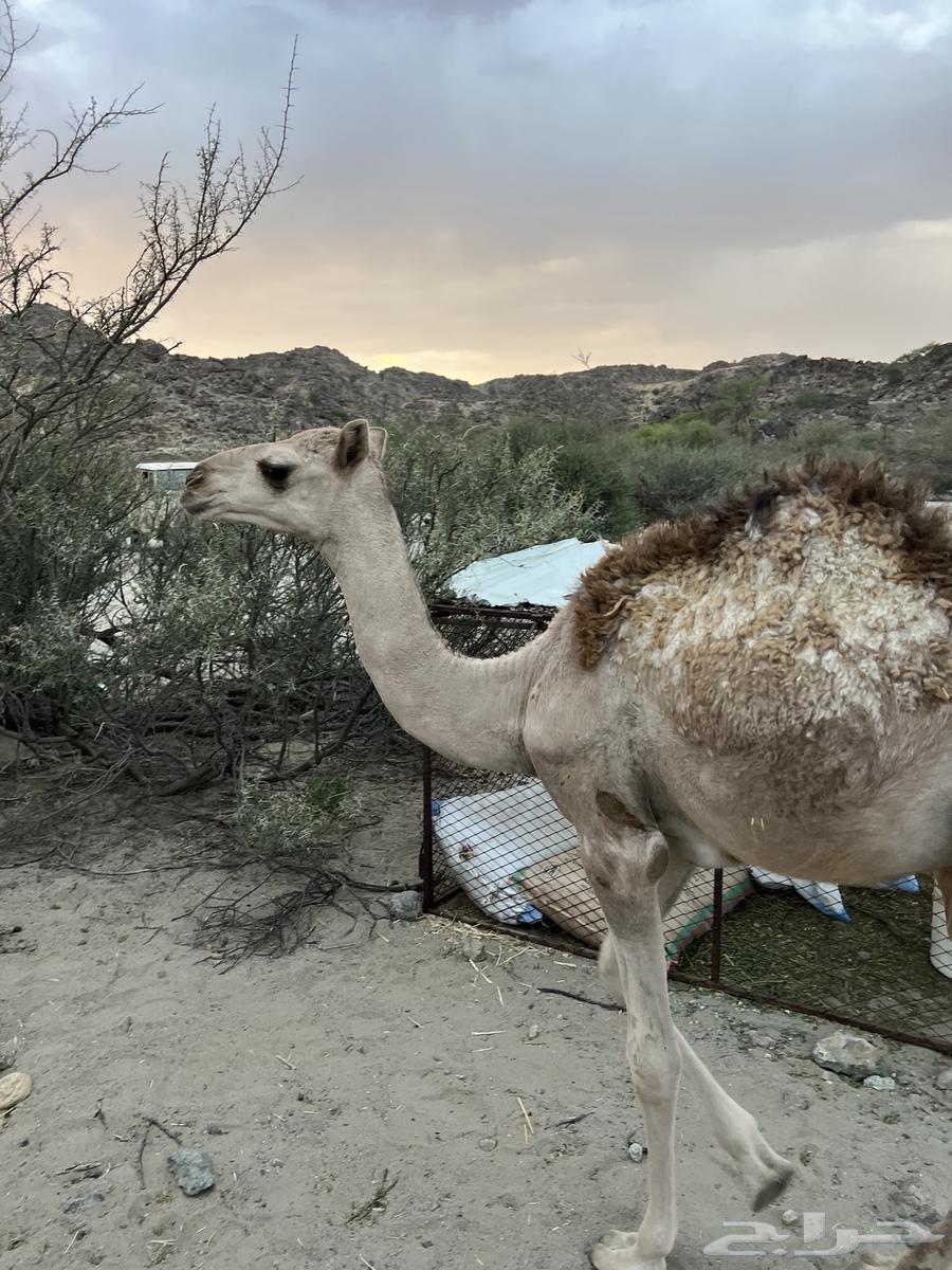 قعدان بريه عا الحليب64397519935875114