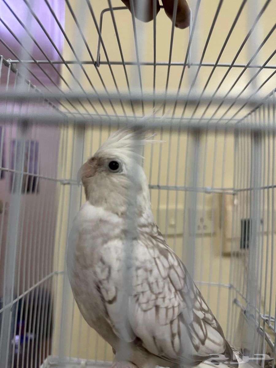 كوكتيل(كروان)64400744188545110