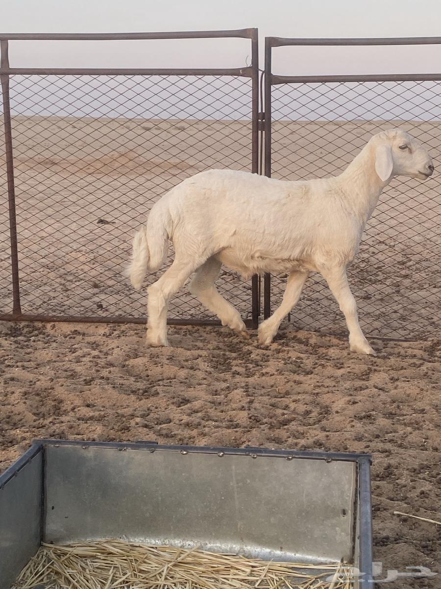 طلي للبيع64396295750401110