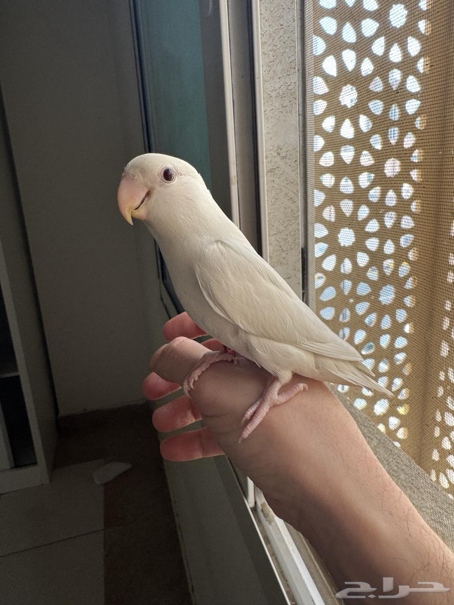 روز ألبينو أليف64400148037890110