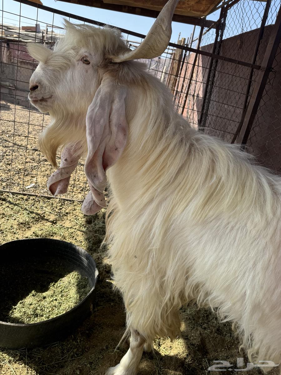 تيس مطور صنف للبيع64395826178050111